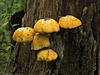 _A003382oofm.jpg